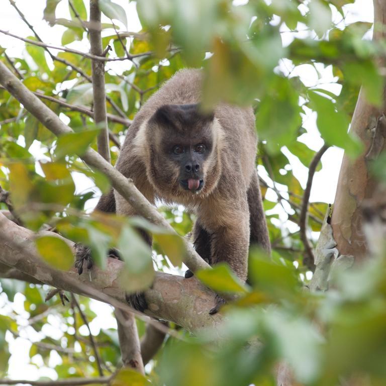 Pousada Araras Pantanal Eco Lodge Carvoalzinho Εξωτερικό φωτογραφία
