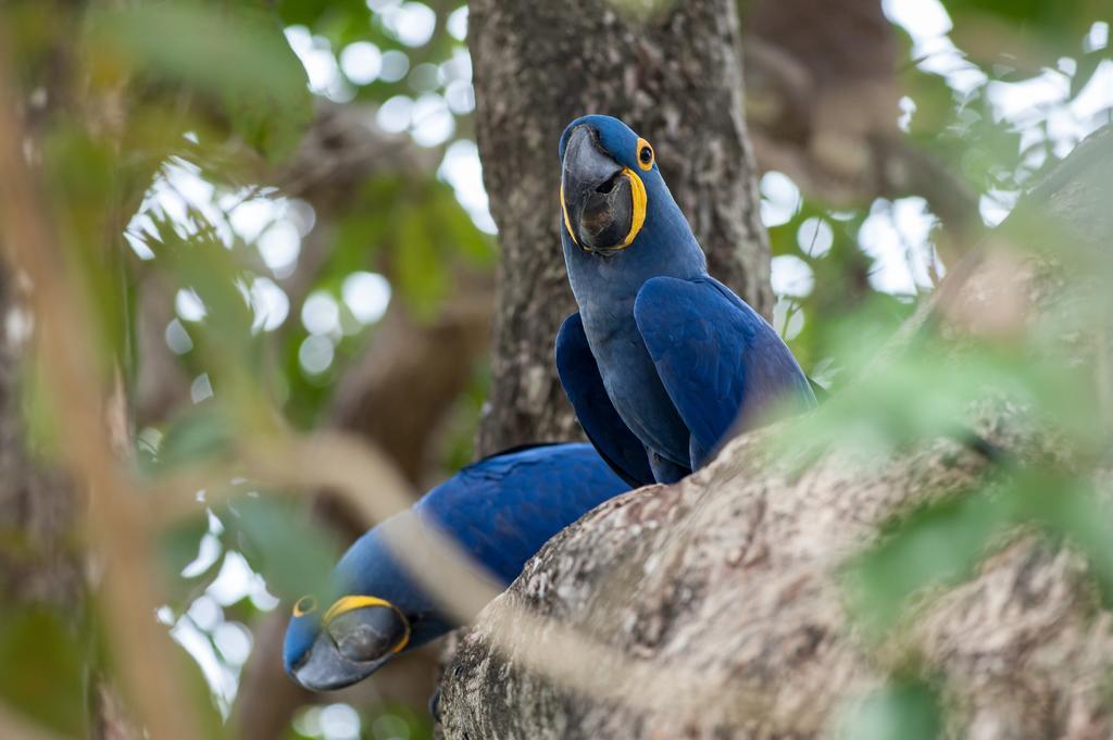 Pousada Araras Pantanal Eco Lodge Carvoalzinho Εξωτερικό φωτογραφία