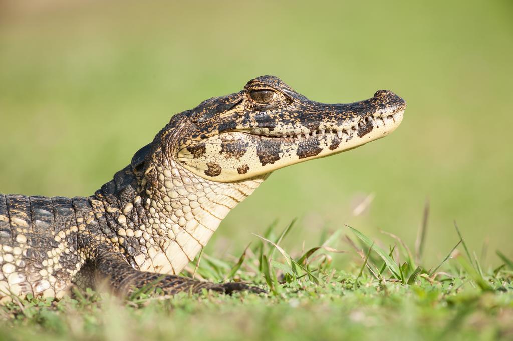 Pousada Araras Pantanal Eco Lodge Carvoalzinho Εξωτερικό φωτογραφία
