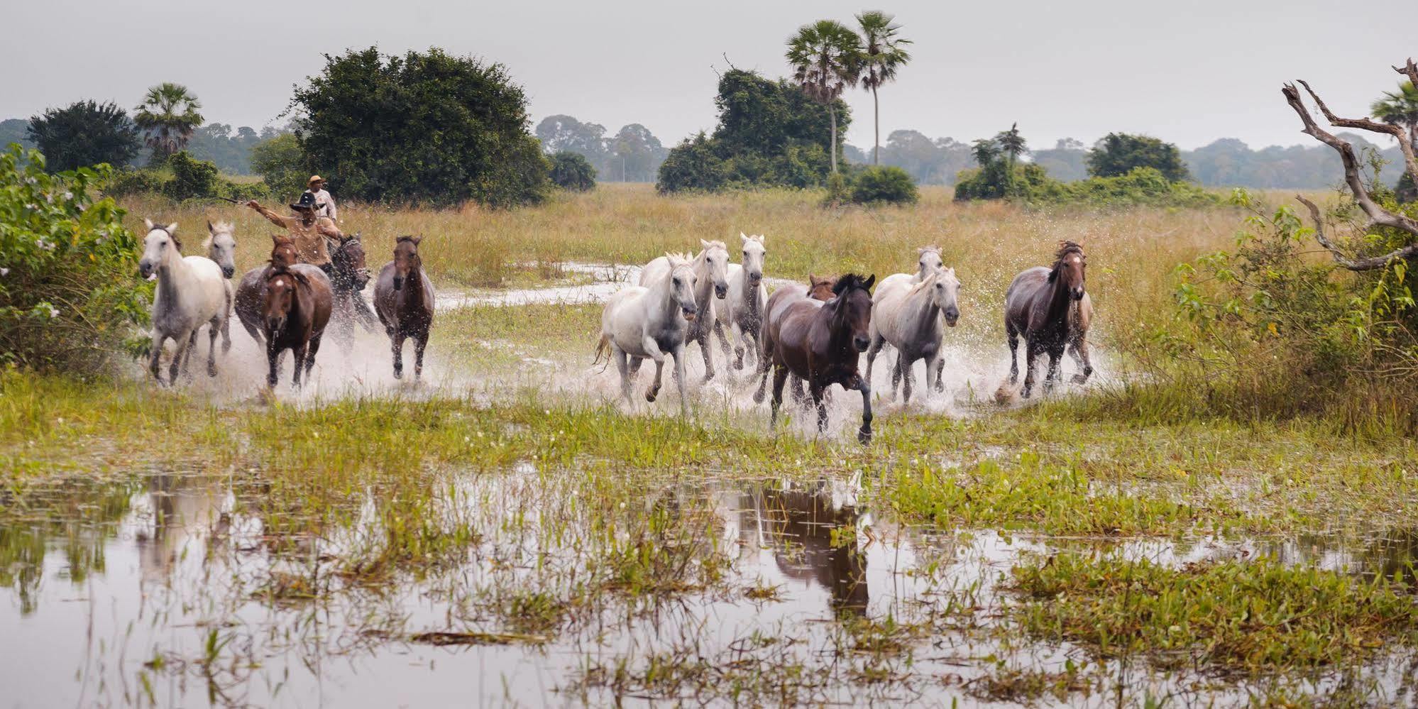 Pousada Araras Pantanal Eco Lodge Carvoalzinho Εξωτερικό φωτογραφία